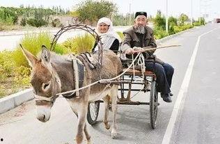 驴拉车吃瓜成语,揭示成语背后的智慧与幽默