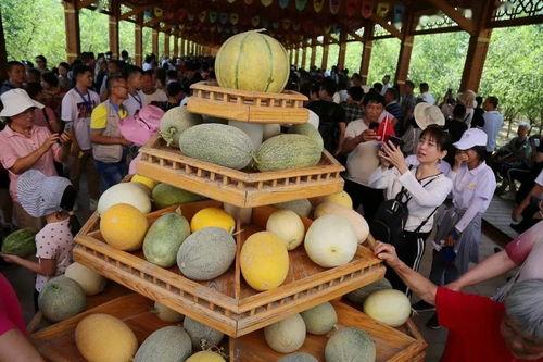 哈密小猪吃瓜仪式,传统农耕文化的趣味传承