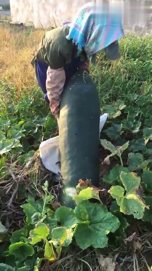 吃瓜烂裂,揭秘娱乐圈的“烂裂”真相