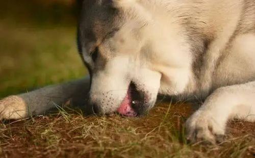 狗子吃土瓜,意外发现天然美食之谜