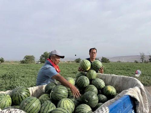 石家庄南乐乡吃瓜,石家庄乡村的清凉记忆
