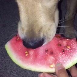 可爱狗最新吃瓜,萌态十足！