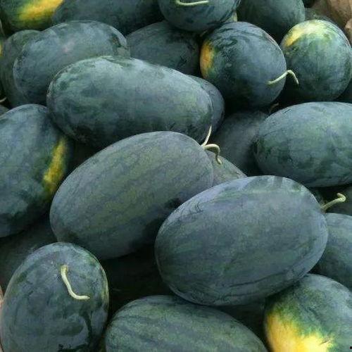 黑饱宝吃瓜照片