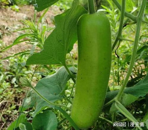 自己种瓜别人吃瓜,瓜田里的共享生活