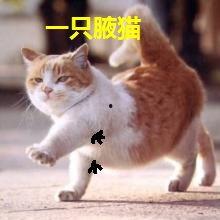吃瓜的猫头像系列,揭秘猫界热门话题